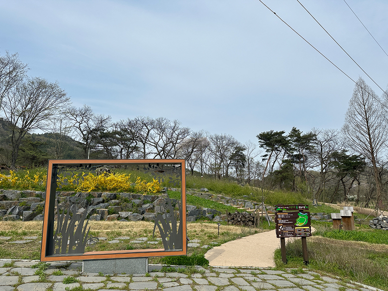 미선나무 복원지 2