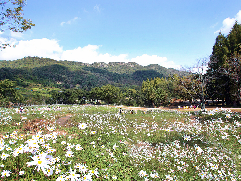 구절초테마숲 1