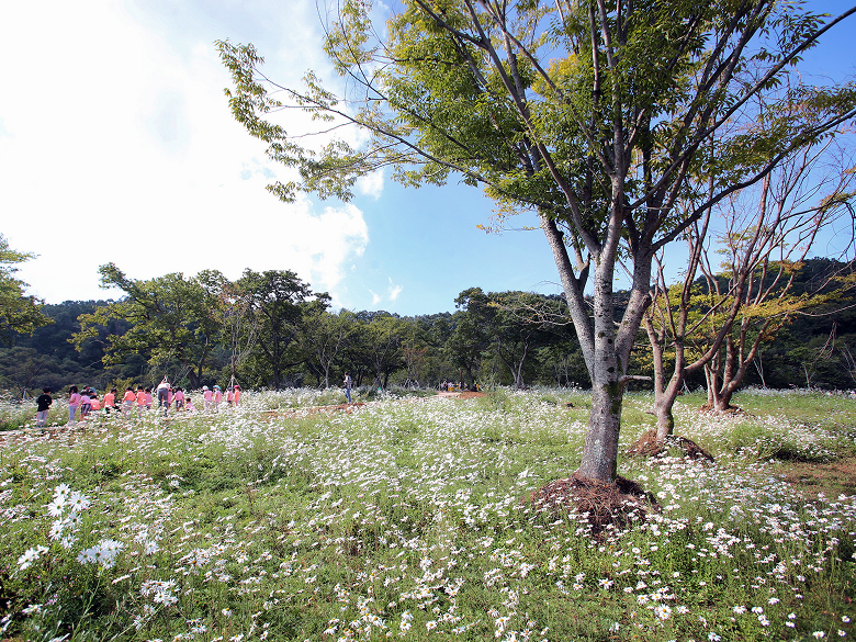 구절초테마숲 3