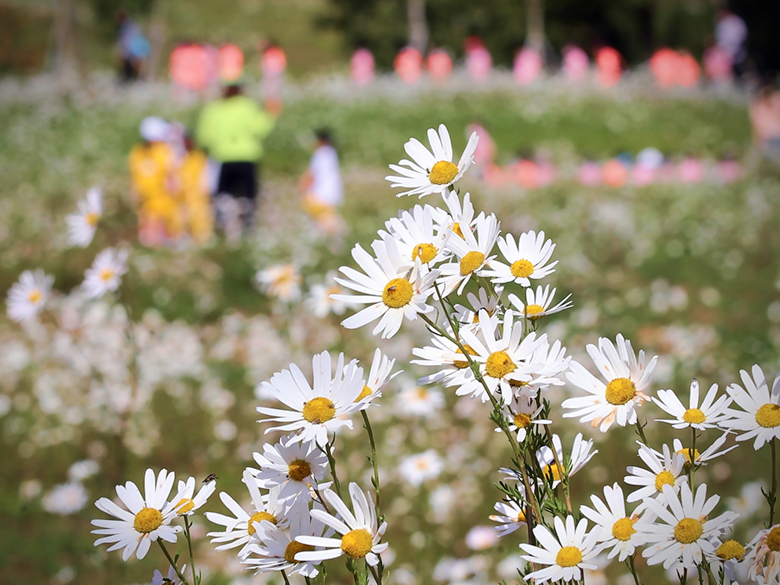 구절초테마숲 4