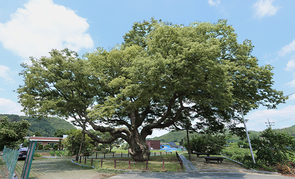 괴곡동 느티나무 2