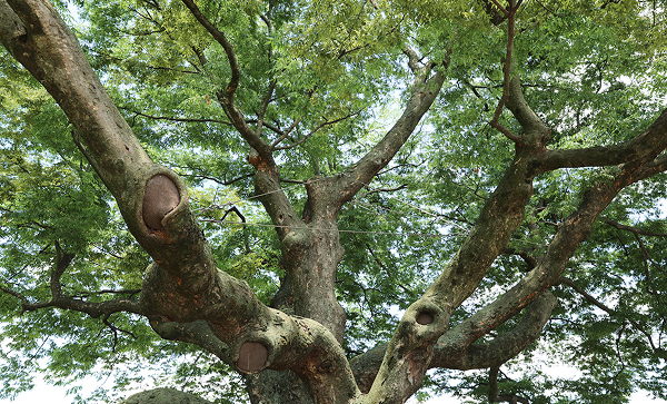 괴곡동 느티나무 3