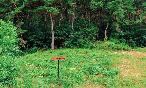 장안동 백자가마터