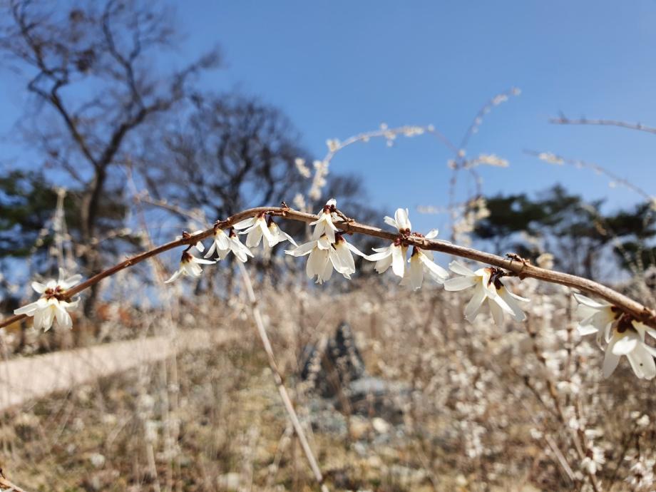 미선나무 꽃 이미지