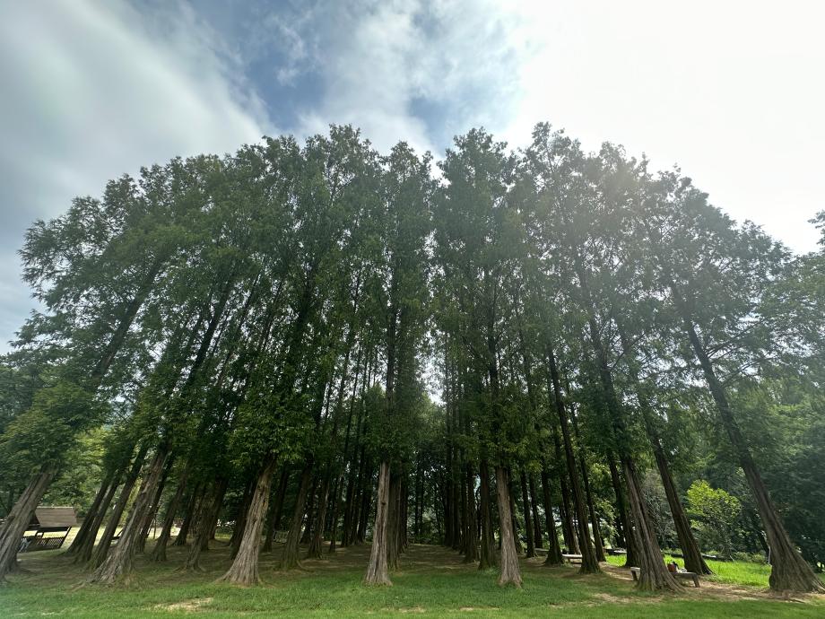 메타세쿼이아 숲-8월 이미지