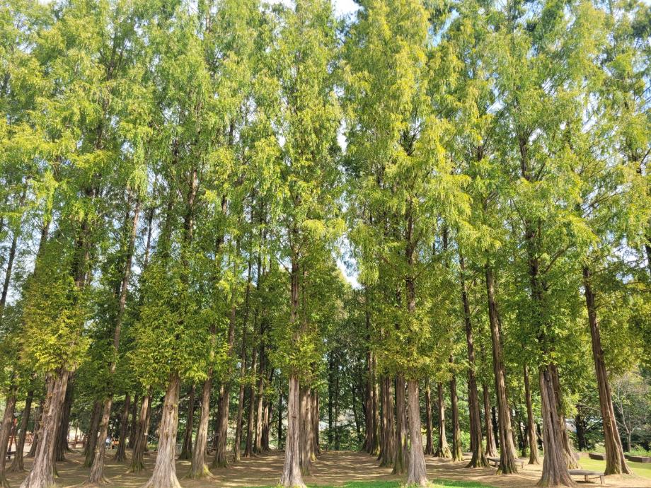 메타세쿼이아 숲- 10월 이미지