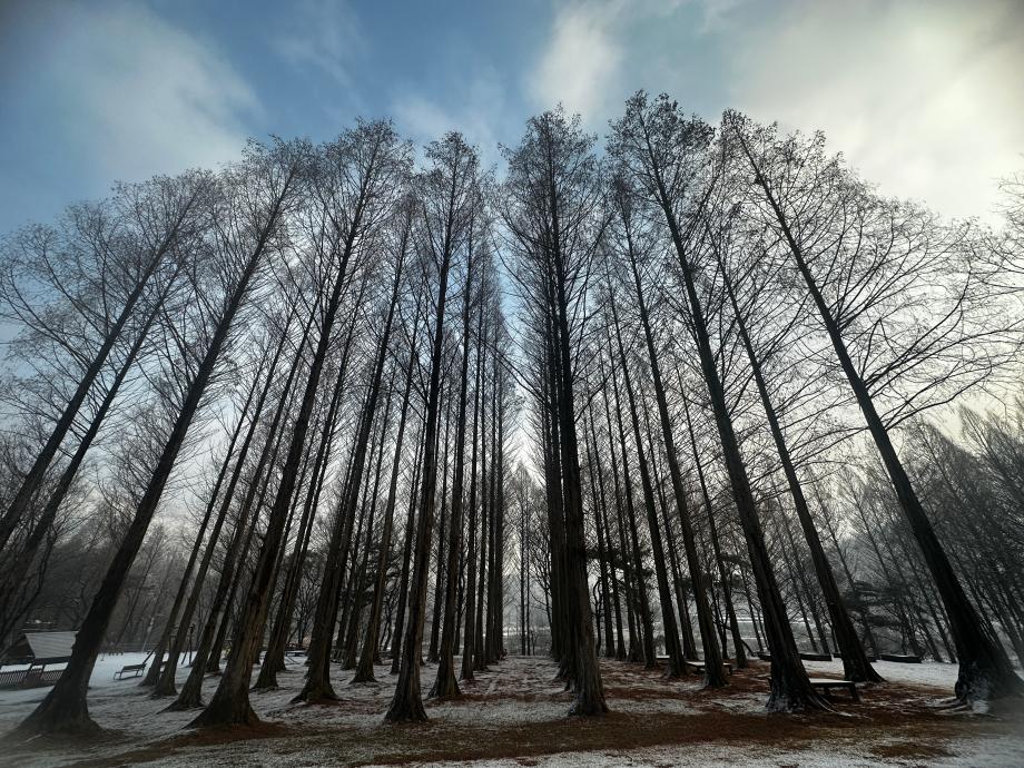 12월 메타쉐쿼이아 숲 이미지