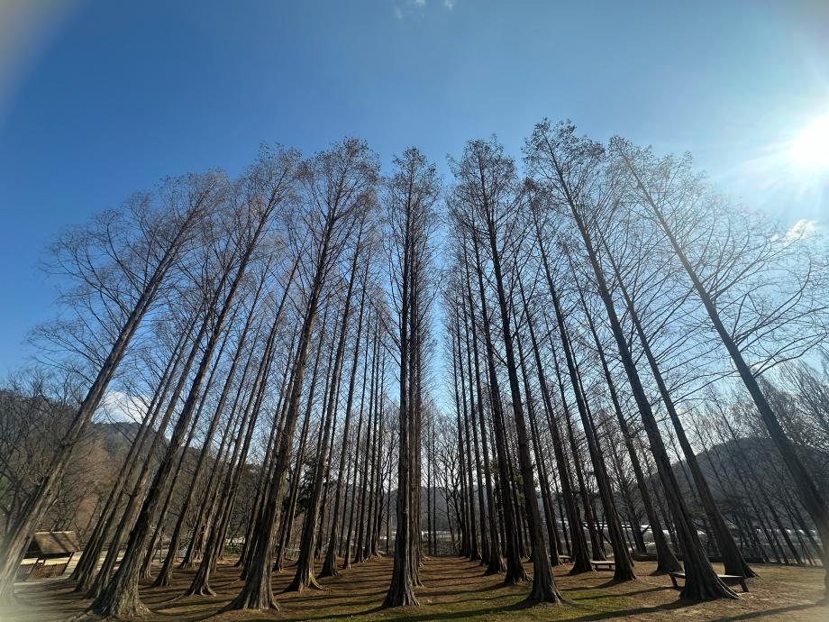 3월 메타쉐쿼이아 숲 이미지