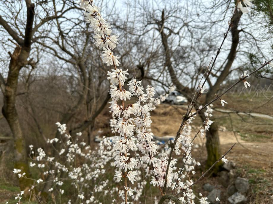 미선나무 이미지