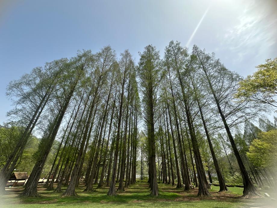 4월 메타쉐쿼이아 숲 이미지