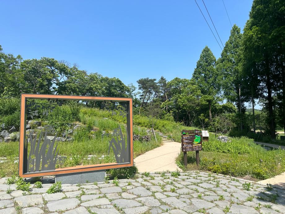 5월 미선나무숲 복원지 이미지