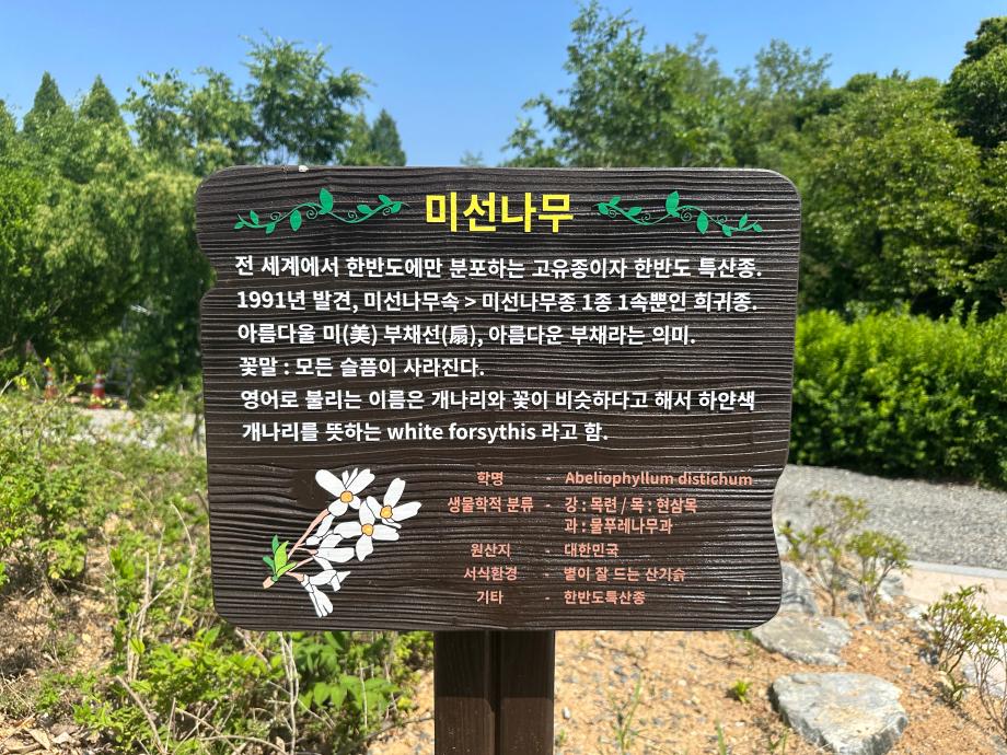 5월 미선나무군락 복원지 이미지