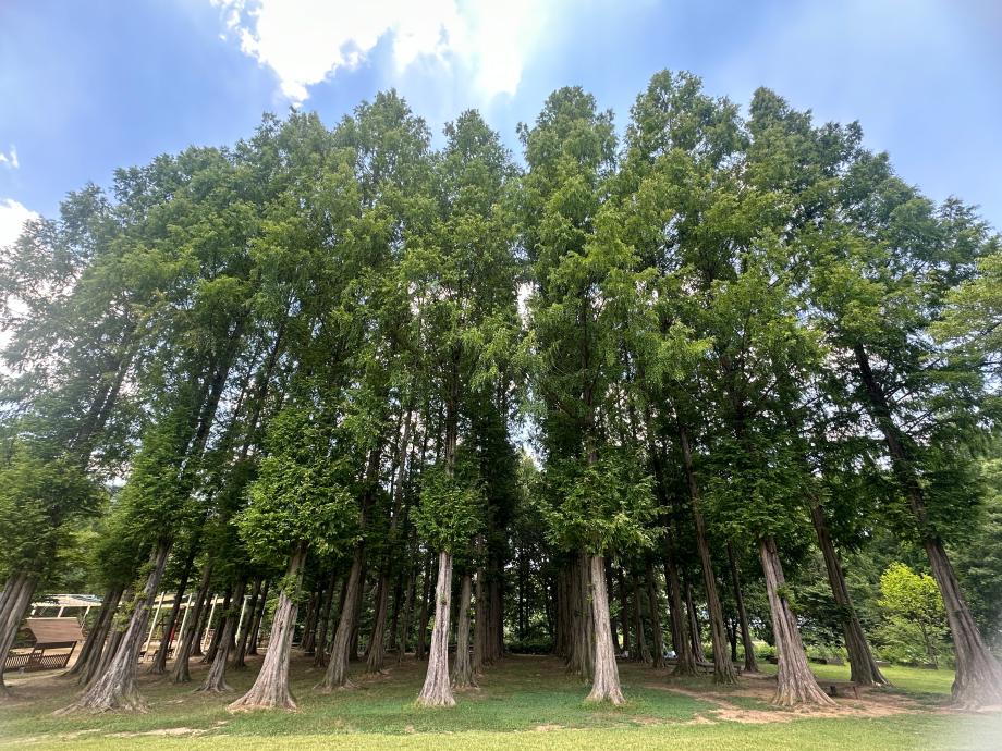 6월 메타세쿼이아숲 이미지