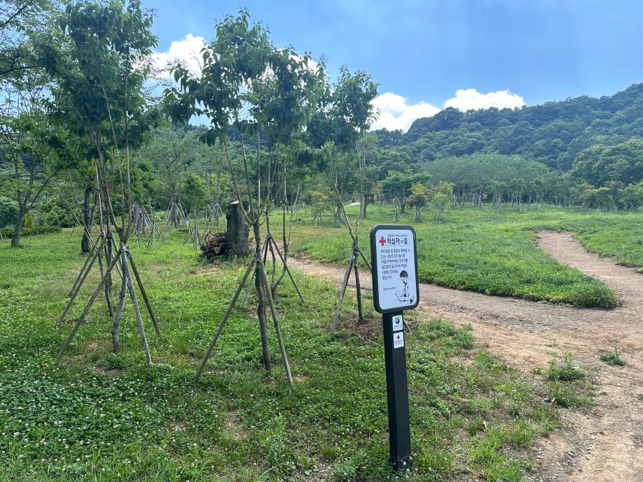 6월 적십자의 길 이미지